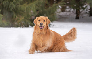 Minnesota Pet Stores, Dog Parks, Grooming, And More Minnesota Pet Stores Featured Image