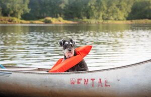 Mississippi Pet Stores, Dog Parks, Grooming, And More Mississippi Pet Stores Featured Image