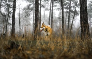 Norwegian Lundehund Dog Breed Profile Norwegian Lundehund