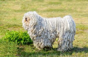Puli Dog Breed Profile Puli Dog Breed Profile Featured Image