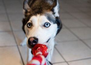 Indoor dog activities in spring: Tug-of-war
