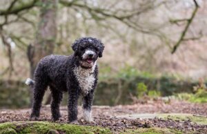 Spanish Water Dog Breed Profile Spanish Water Dog Featured Image