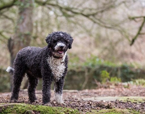 Spanish Water Dog Breed Profile Spanish Water Dog Featured Image