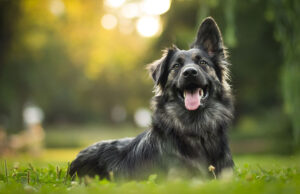 Spring Safety Tips For Dogs Spring Safety Tips For Dogs Featured Image