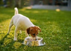 Detox diet for dogs