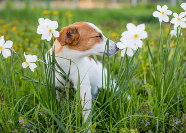 Dog Rizz Flower Flowers Toxic For Dogs: 10 Beautiful Plants That You Should Look Out ...