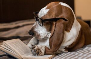 Springtime Dog Books: 5 Books For Pet Lovers During Spring Springtime Dog Books Featured Image