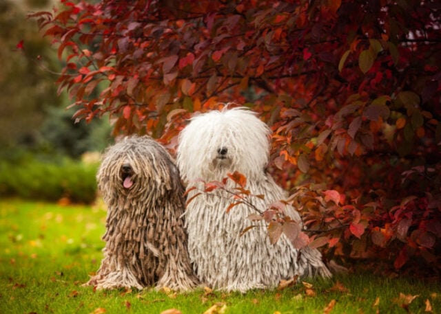 Puli Dog Breed Profile – Top Dog Tips