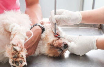 Blind Dog Treatment: Can We Still Save Their Eyes? blind dog treatment