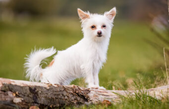 Chorkie Dog Breed Profile chorkie dog breed