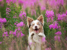 Do Dogs Act Different in Spring? do dogs act different in spring