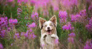 Do Dogs Act Different in Spring? do dogs act different in spring