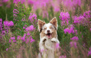 Do Dogs Act Different in Spring? do dogs act different in spring