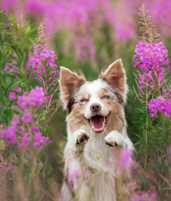 Do Dogs Act Different in Spring? do dogs act different in spring