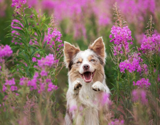 Do Dogs Act Different in Spring? do dogs act different in spring