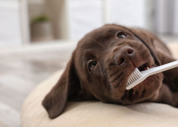 Tooth Abscess in Dogs: What It is and How to Cure It – Top Dog Tips