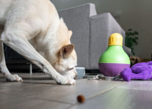 indoor dog activities in spring: fun puzzle toys