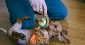 12 Indoor Dog Activities in Spring indoor dog activities in spring featured image