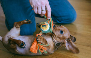 Indoor Dog Activities in Spring indoor dog activity in spring