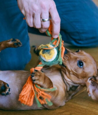 12 Indoor Dog Activities in Spring indoor dog activities in spring featured image