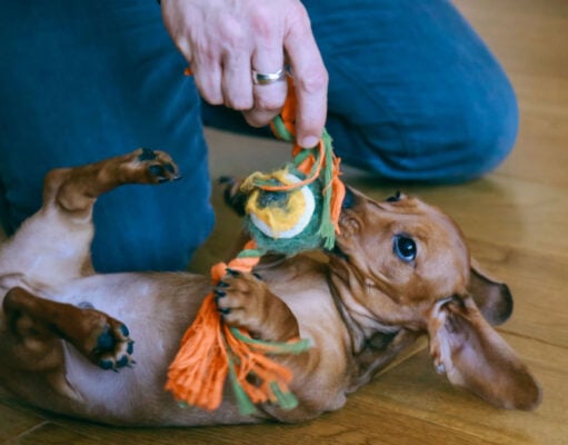 12 Indoor Dog Activities in Spring indoor dog activities in spring featured image