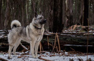 Norwegian Elkhound Dog Breed Profile norwegian elkhound