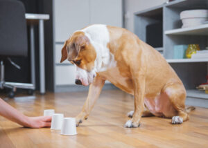 shell games for dogs