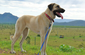 Anatolian Shepherd Dog Breed Profile Anatolian Shepherd dog - standing