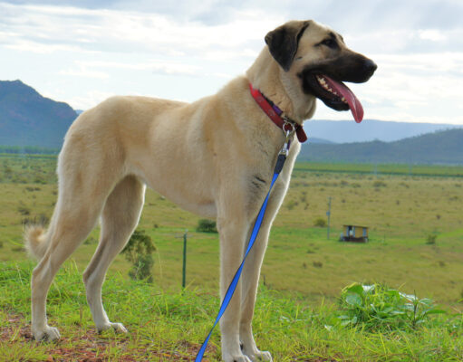 Anatolian Shepherd Dog Breed Profile Anatolian Shepherd dog - standing