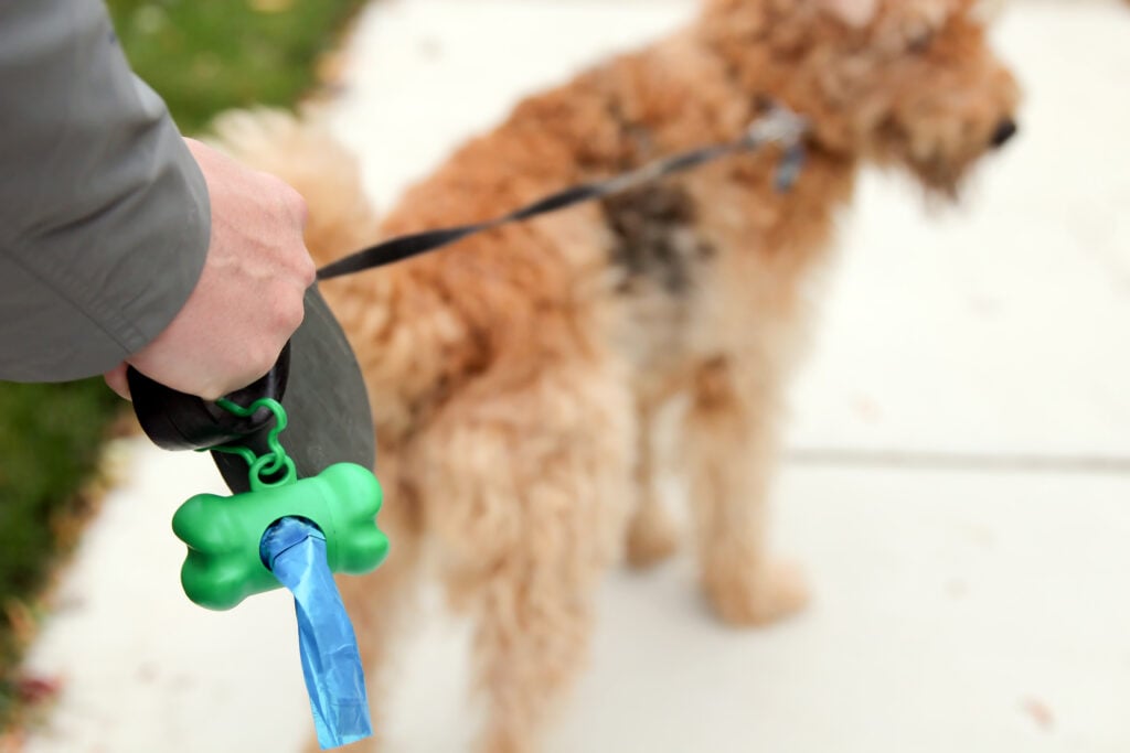 Oily Dog Poop What Does It Mean Top Dog Tips