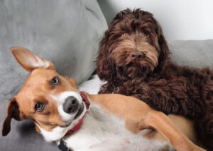 spring doggy playdate at home