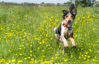 Spring Fever in Dogs: How to Deal with It spring fever in dogs