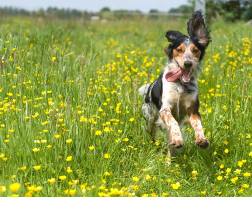 Spring Fever in Dogs: How to Deal with It spring fever in dogs