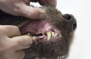 Tooth Abscess in Dogs: What It is and How to Cure It tooth abscess in dogs