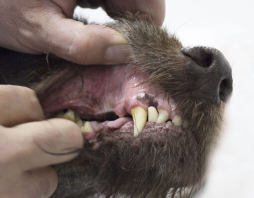 Tooth Abscess in Dogs: What It is and How to Cure It tooth abscess in dogs
