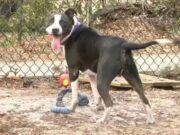 Lost Dog For 3 Years: Finally Reunited With Family ABC11WTVD WTVD 1923