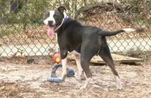 Lost Dog For 3 Years: Finally Reunited With Family ABC11WTVD WTVD 1923