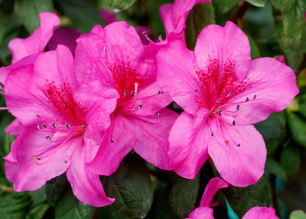 Image showcasing Flowers Toxic For Dogs: 10 Beautiful Plants That You Should Look Out ...