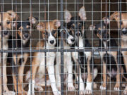 Pets Are Now Getting Adopted Quickly, Thanks to Social Media Dog Adoption Through Social Media