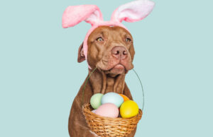 Dog Names Starting With E Dog Names Starting With E