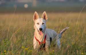 Gerberian Shepsky Dog Breed Profile Gerberian Shepsky Dog Breed
