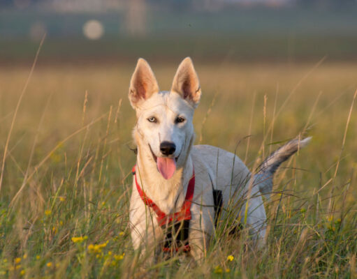 Gerberian Shepsky Dog Breed Profile Gerberian Shepsky Dog Breed