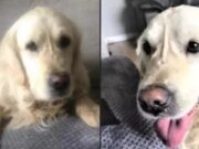 Golden Retriever Travels 40 Miles for 27 Days to Return to His Original Family Golden Retriever Cooper