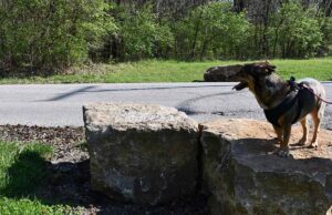 Missouri Pet Stores, Dog Parks, Grooming, And More Missouri Pet Stores Featured Image