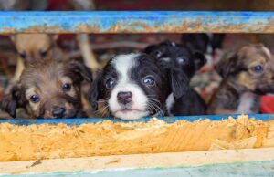 Puppy Mill vs Breeder: Know The Difference Puppy Mill vs Breeder Featured Image