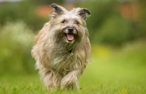 Pyrenean Shepherd Dog Breed Profile Pyrenean Shepherd Dog Breed Profile Featured Image