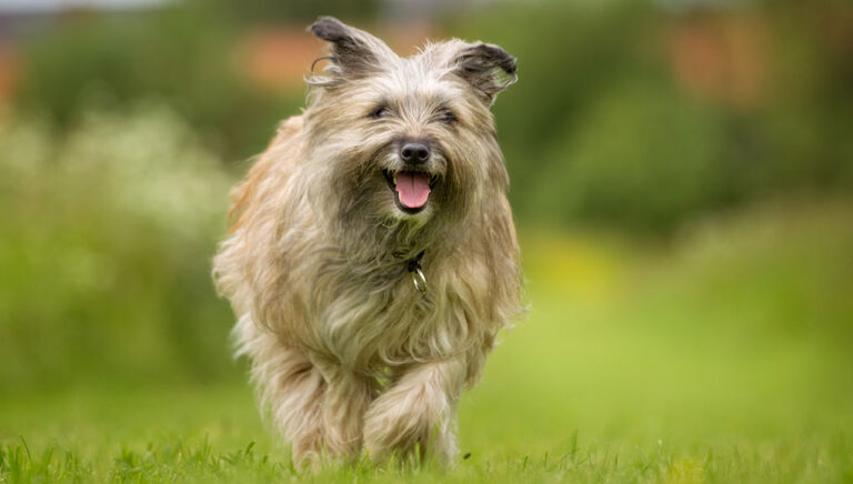 Pyrenean Shepherd Dog Breed Profile – Top Dog Tips