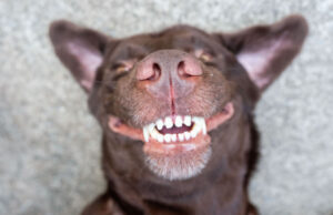 How to Teach a Dog to Smile in 6 Steps teach your dog to smile