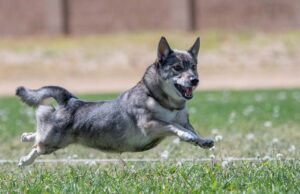 Swedish Vallhund Dog Breed Profile Swedish Vallhund Featured Image