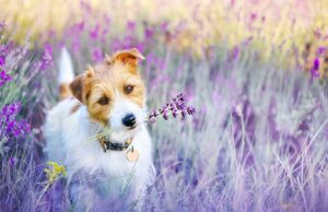 Flowers Toxic For Dogs: 10 Beautiful Plants That You Should Look Out For Flowers Toxic For Dogs